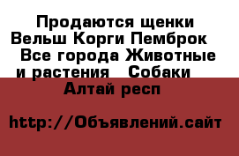 Продаются щенки Вельш Корги Пемброк  - Все города Животные и растения » Собаки   . Алтай респ.